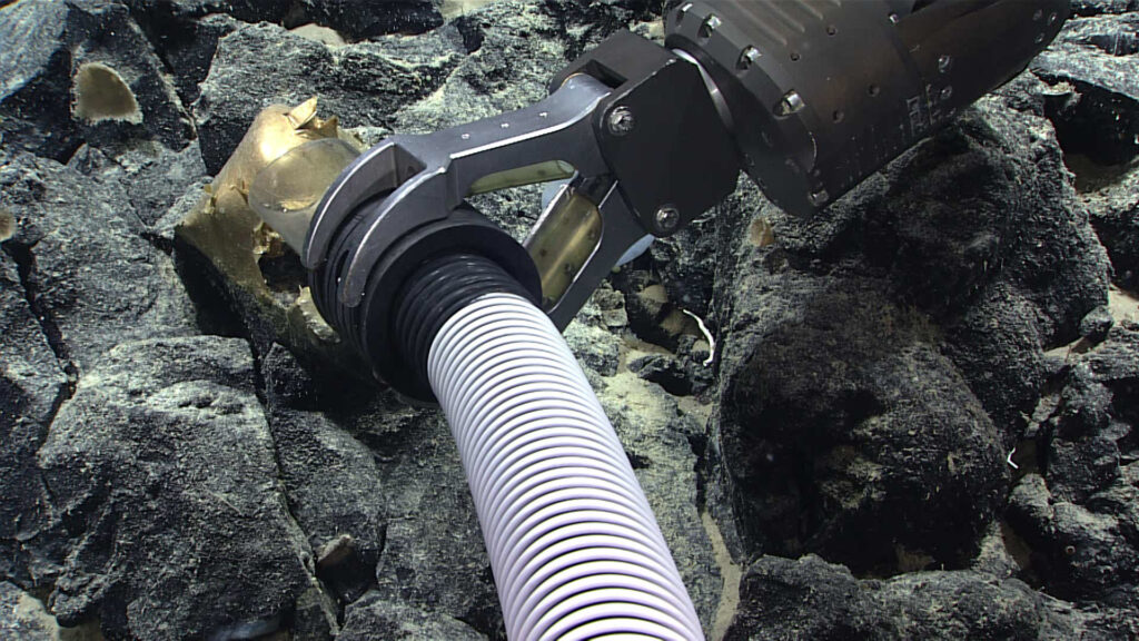 This unidentified specimen, seen on Dive 07 of the Seascape Alaska 5: Gulf of Alaska Remotely Operated Vehicle Exploration and Mapping expedition, was collected using a suction sampler. This unidentified specimen, seen on Dive 07 of the Seascape Alaska 5: Gulf of Alaska Remotely Operated Vehicle Exploration and Mapping expedition, was collected using a suction sampler.