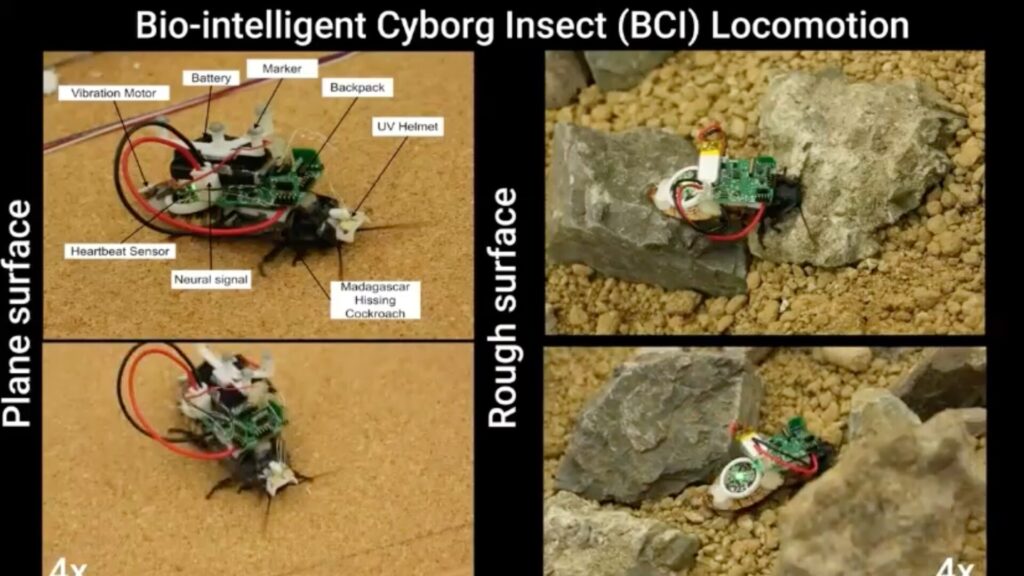 Locomotion d'un cafard cyborg grâce à un sac à dos portable. // Source : Chowdhury Mohammad Masum Refat Locomotion d'un cafard cyborg grâce à un sac à dos portable. // Source : Chowdhury Mohammad Masum Refat