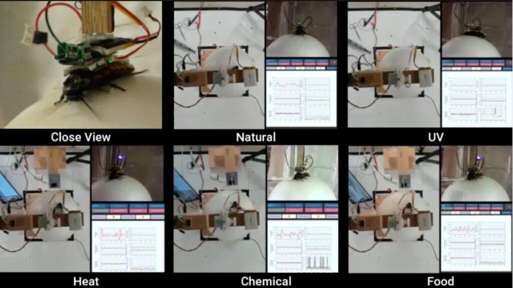 La collecte et analyses de données de cafards soumis à des stimulations sur un tapis roulant. // Source : Chowdhury Mohammad Masum Refat La collecte et analyses de données de cafards soumis à des stimulations sur un tapis roulant. // Source : Chowdhury Mohammad Masum Refat