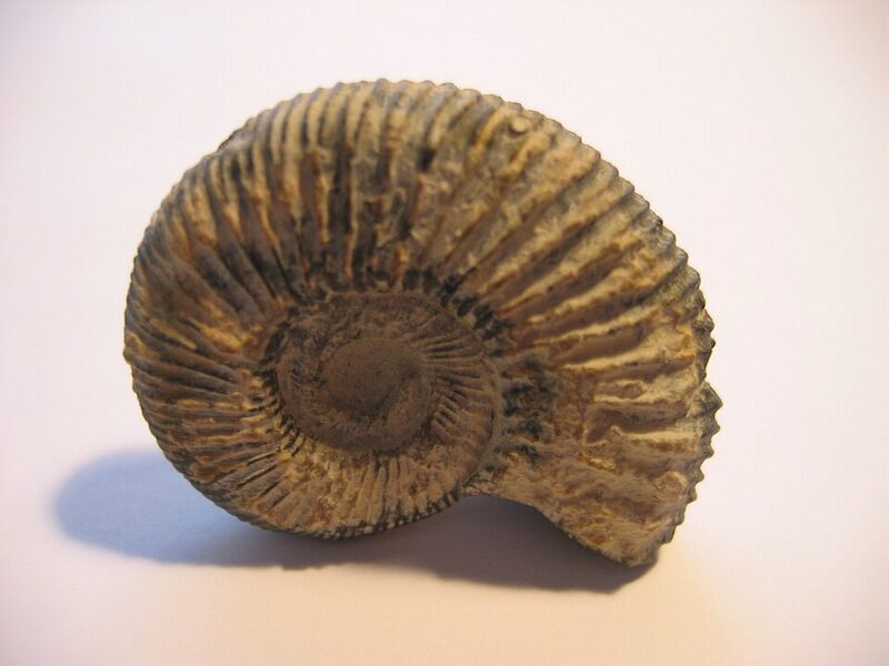 Les ammonites disparaissent rapidement. // Source : Eduard Solà Les ammonites disparaissent rapidement. // Source : Eduard Solà