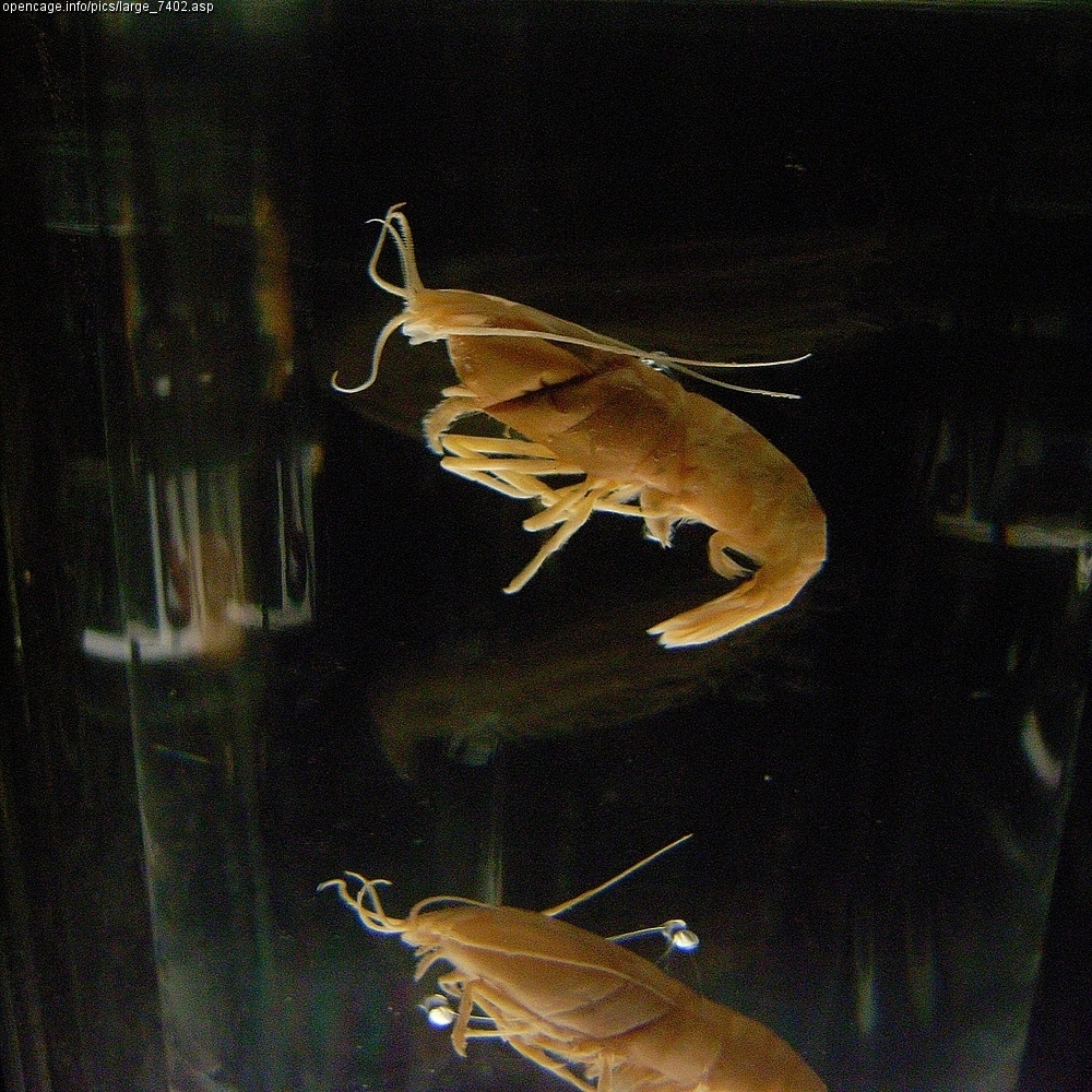 Rimicaris