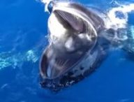 Une baleine en plein gaping. Source : Capture vidéo, Pirotta et al