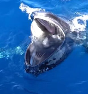 Une baleine en plein gaping. Source : Capture vidéo, Pirotta et al Une baleine en plein gaping. Source : Capture vidéo, Pirotta et al