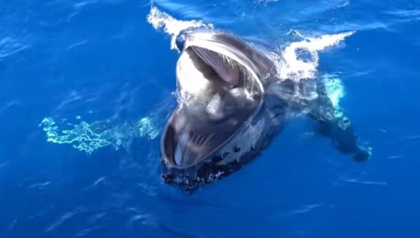 Une baleine en plein gaping. Source : Capture vidéo, Pirotta et al Une baleine en plein gaping. Source : Capture vidéo, Pirotta et al