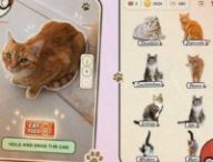 CatchCat invite les joueurs à photographier de vrais chats pour les ajouter à leur collection virtuelle // Source : CatchCat / Numerama CatchCat invite les joueurs à photographier de vrais chats pour les ajouter à leur collection virtuelle // Source : CatchCat / Numerama