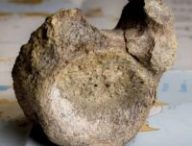 Fossile de dinosaure retrouvé en Antarctique. Source : Tony Jolliffe/BBC News Fossile de dinosaure retrouvé en Antarctique. Source : Tony Jolliffe/BBC News