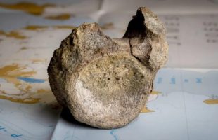 Fossile de dinosaure retrouvé en Antarctique. Source : Tony Jolliffe/BBC News Fossile de dinosaure retrouvé en Antarctique. Source : Tony Jolliffe/BBC News