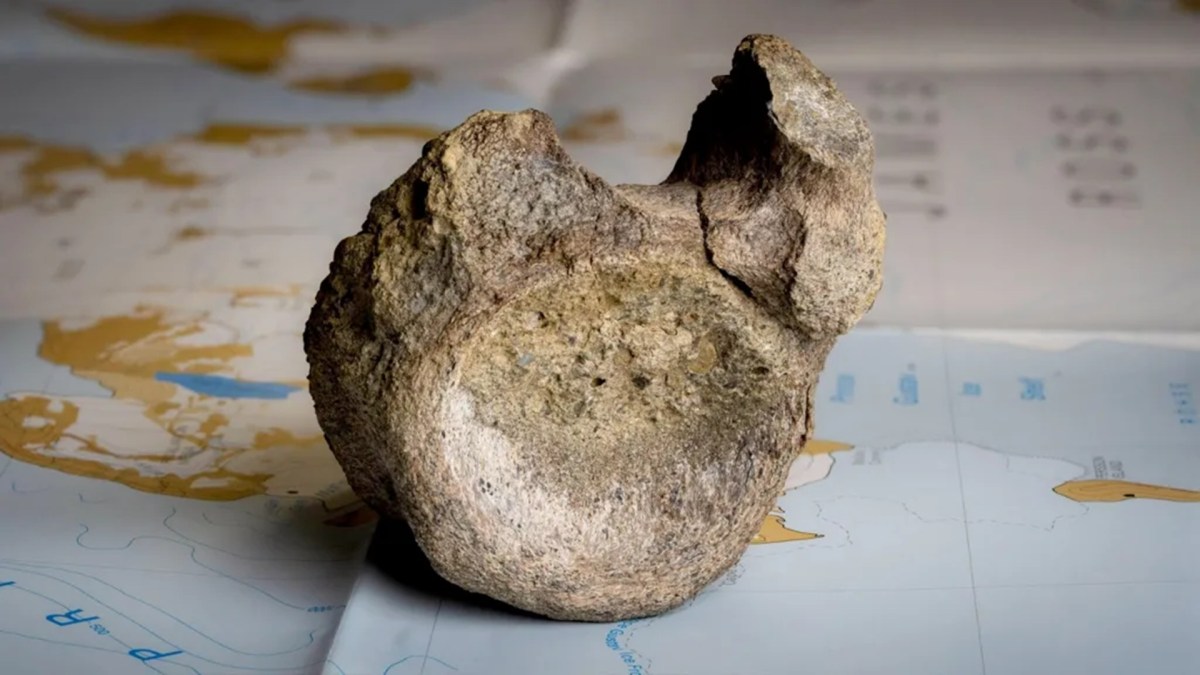 Fossile de dinosaure retrouvé en Antarctique. Source : Tony Jolliffe/BBC News Fossile de dinosaure retrouvé en Antarctique. Source : Tony Jolliffe/BBC News