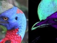 Exemple de casoar illuminé par ultraviolet. Source T.L Green/Scientific Reports