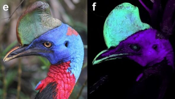 Exemple de casoar illuminé par ultraviolet. Source T.L Green/Scientific Reports