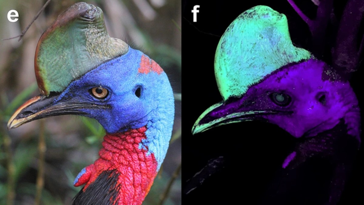 Exemple de casoar illuminé par ultraviolet. Source T.L Green/Scientific Reports Exemple de casoar illuminé par ultraviolet. Source T.L Green/Scientific Reports