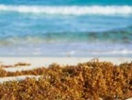 Algues sur la plage. // Source : Canva