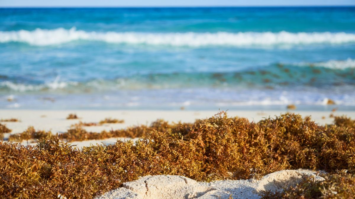 Algues sur la plage. // Source : Canva Algues sur la plage. // Source : Canva