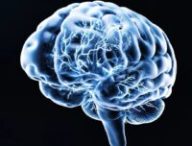 Représentation du cerveau humain. // Source : Via YouTube Neuralink Représentation du cerveau humain. // Source : Via YouTube Neuralink