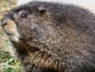 Une marmotte à ventre jaune. // Source : RMLB Une marmotte à ventre jaune. // Source : RMLB