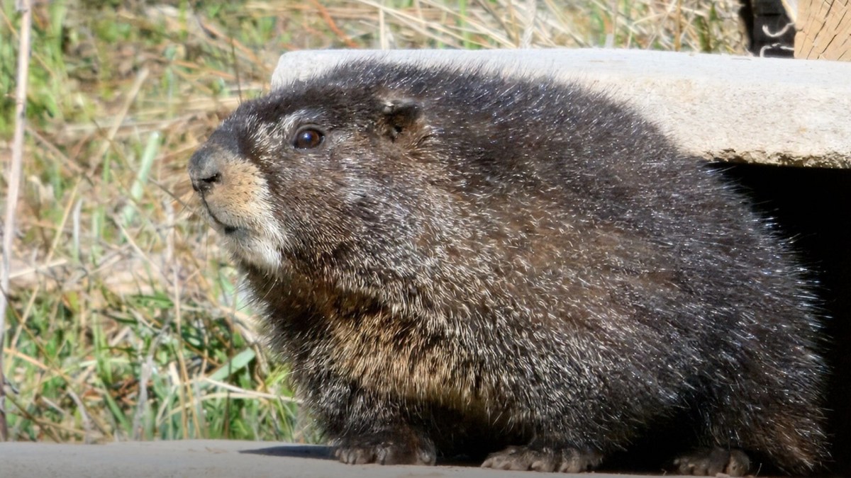 Une marmotte à ventre jaune. // Source : RMLB Une marmotte à ventre jaune. // Source : RMLB