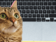 Cette app transforme le trackpad de votre MacBook en chat qui ronronne // Source : Numerama / Apple 