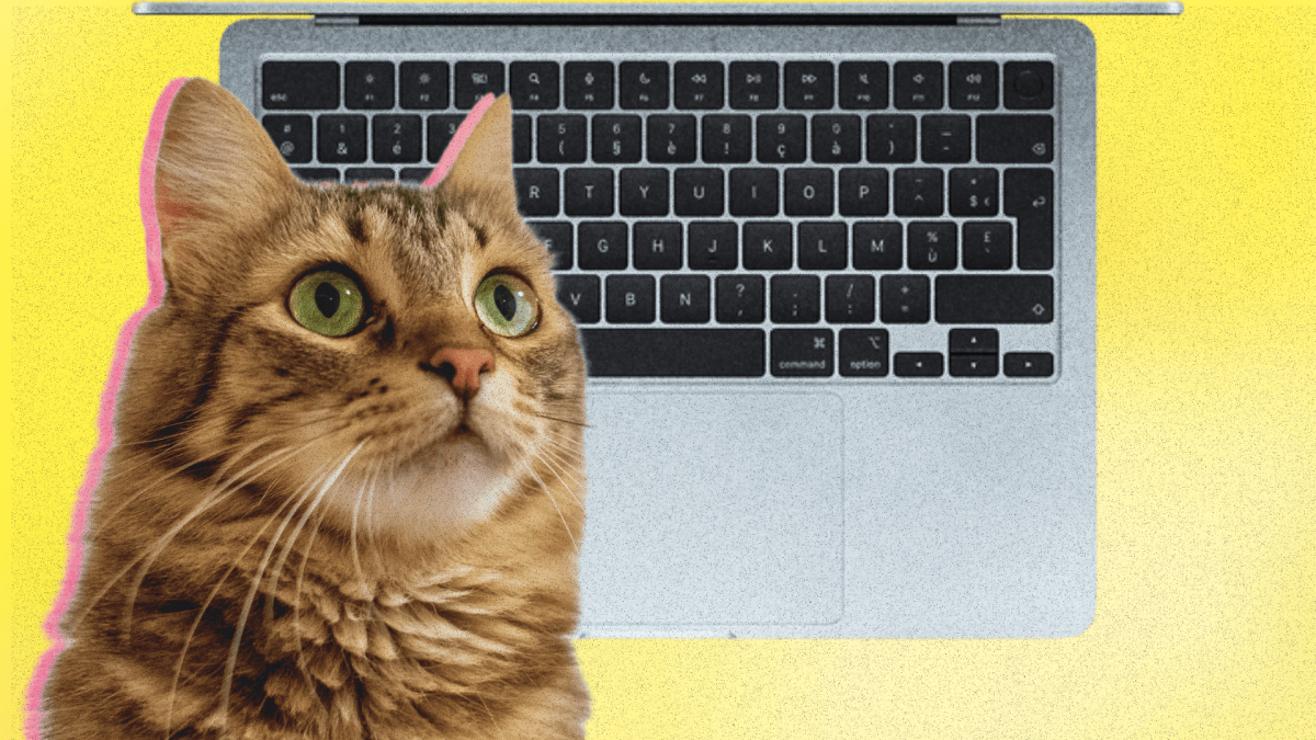 Cette app transforme le trackpad de votre MacBook en chat qui ronronne // Source : Numerama / Apple Cette app transforme le trackpad de votre MacBook en chat qui ronronne // Source : Numerama / Apple