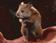 Des séquences rares de Baldur's Gate 3 // Source : YouTube Larian Studios