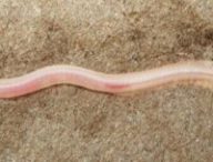 Le Gangaichthys indonepalicus. Source : Ishan Agarwal/ZooKeys