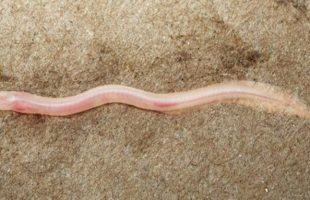 Le Gangaichthys indonepalicus. Source : Ishan Agarwal/ZooKeys