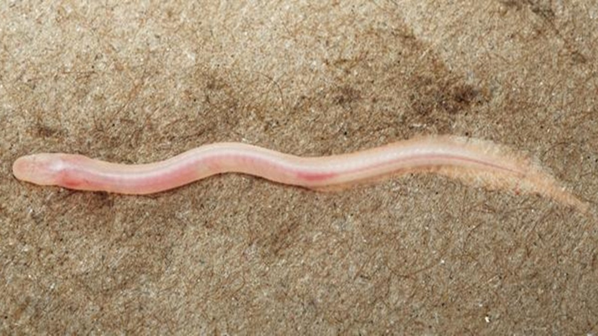 Le Gangaichthys indonepalicus. Source : Ishan Agarwal/ZooKeys Le Gangaichthys indonepalicus. Source : Ishan Agarwal/ZooKeys