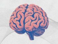 Cerveau. // Source : Montage Numerama avec Canva