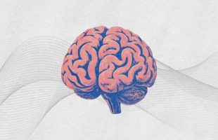 Cerveau. // Source : Montage Numerama avec Canva Cerveau. // Source : Montage Numerama avec Canva