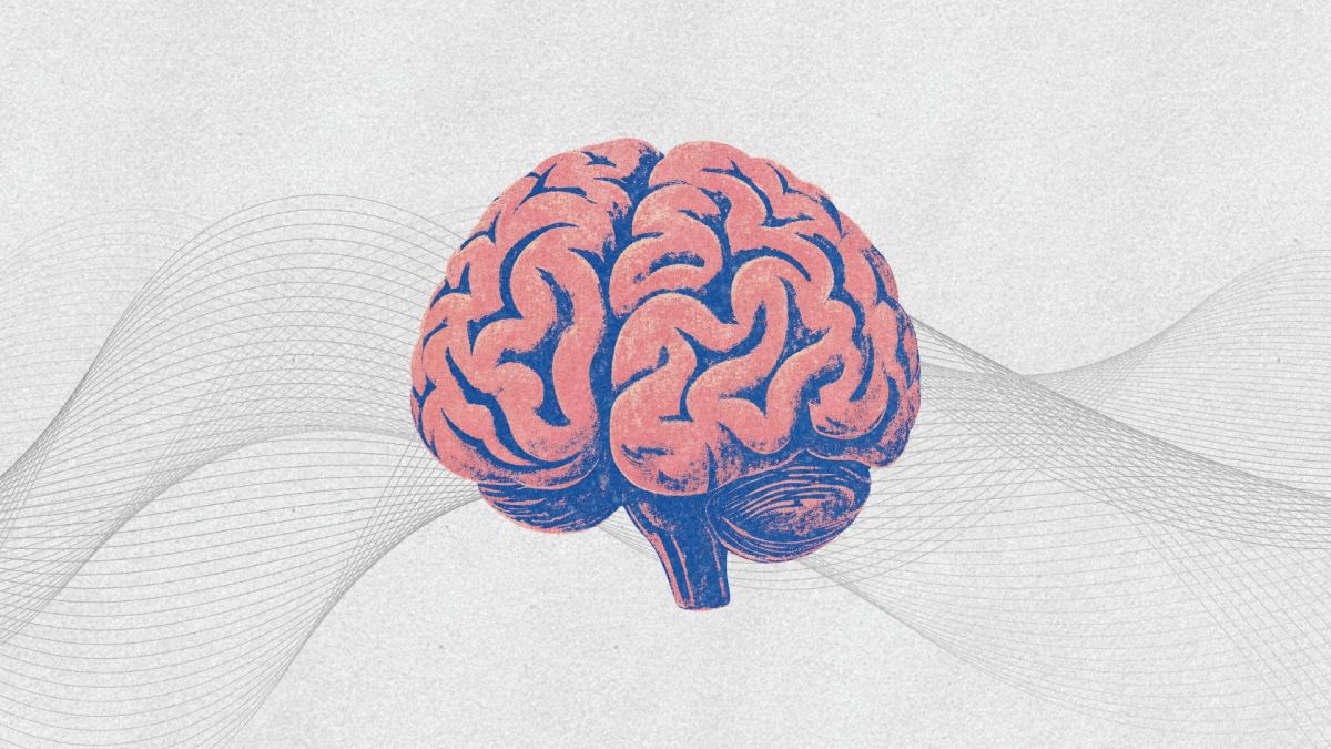 Cerveau. // Source : Montage Numerama avec Canva Cerveau. // Source : Montage Numerama avec Canva