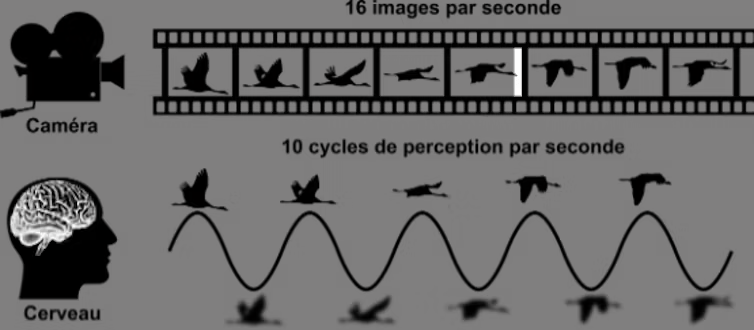 Notre perception est périodique. L’impression de continuité ressentie en regardant une vidéo est possible grâce à la présentation successive d’images à une fréquence d’au moins 16 images par seconde (16 Hz). Notre cerveau fonctionne sur le même principe. Il analyse notre environnement selon des cycles de 100 millisecondes (fréquence de 10 Hz), avec une perception plus claire au sommet du cycle, et moins précise dans le creux. // Source : Camille Fakche / Laura Dugué Notre perception est périodique. L’impression de continuité ressentie en regardant une vidéo est possible grâce à la présentation successive d’images à une fréquence d’au moins 16 images par seconde (16 Hz). Notre cerveau fonctionne sur le même principe. Il analyse notre environnement selon des cycles de 100 millisecondes (fréquence de 10 Hz), avec une perception plus claire au sommet du cycle, et moins précise dans le creux. // Source : Camille Fakche / Laura Dugué