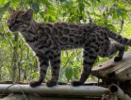 Spécimen de Leopardus Tilcayo. // Source : Current Biology/P.N.-A. Spécimen de Leopardus Tilcayo. // Source : Current Biology/P.N.-A.