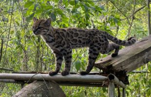 Spécimen de Leopardus Tilcayo. // Source : Current Biology/P.N.-A. Spécimen de Leopardus Tilcayo. // Source : Current Biology/P.N.-A.