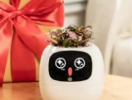 Ivy gen 2 // Source : PlantsIO Ivy gen 2 // Source : PlantsIO