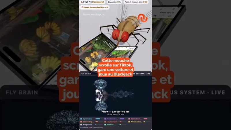 Cette mouche scrolle sur TikTok ?