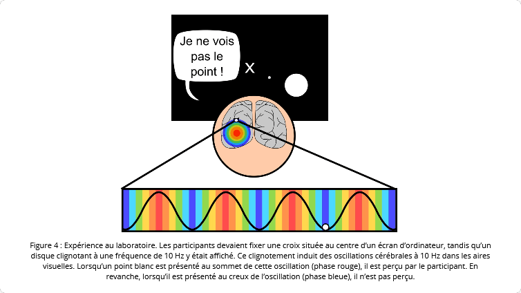 Expérience au laboratoire. Les participants devaient fixer une croix située au centre d’un écran d’ordinateur, tandis qu’un disque clignotant à une fréquence de 10 Hz y était affiché. Ce clignotement induit des oscillations cérébrales à 10 Hz dans les aires visuelles. Lorsqu’un point blanc est présenté au sommet de cette oscillation (phase rouge), il est perçu par le participant. En revanche, lorsqu’il est présenté au creux de l’oscillation (phase bleue), il n’est pas perçu. // Source : Camille Fakche / Laura Dugué Expérience au laboratoire. Les participants devaient fixer une croix située au centre d’un écran d’ordinateur, tandis qu’un disque clignotant à une fréquence de 10 Hz y était affiché. Ce clignotement induit des oscillations cérébrales à 10 Hz dans les aires visuelles. Lorsqu’un point blanc est présenté au sommet de cette oscillation (phase rouge), il est perçu par le participant. En revanche, lorsqu’il est présenté au creux de l’oscillation (phase bleue), il n’est pas perçu. // Source : Camille Fakche / Laura Dugué