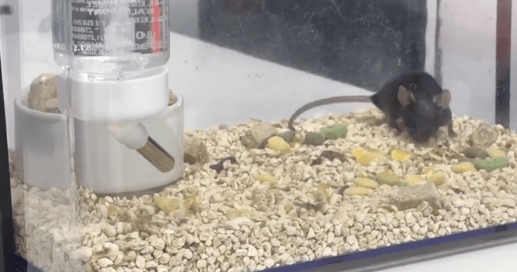 La souris en pleine forme // Source : Exin