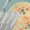 Yersinia pestis, l'agent infectieux de la peste. // Source : Wikimedia/CDC ; montage Numerama avec Canva