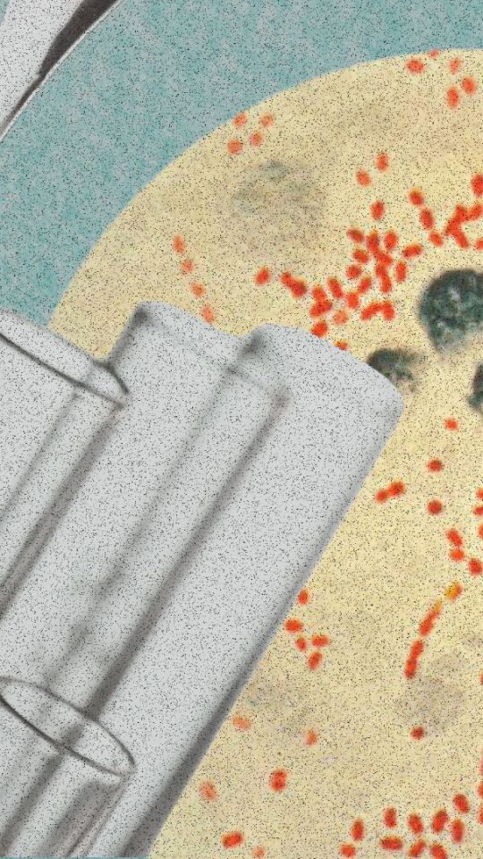 Yersinia pestis, l'agent infectieux de la peste. // Source : Wikimedia/CDC ; montage Numerama avec Canva Yersinia pestis, l'agent infectieux de la peste. // Source : Wikimedia/CDC ; montage Numerama avec Canva
