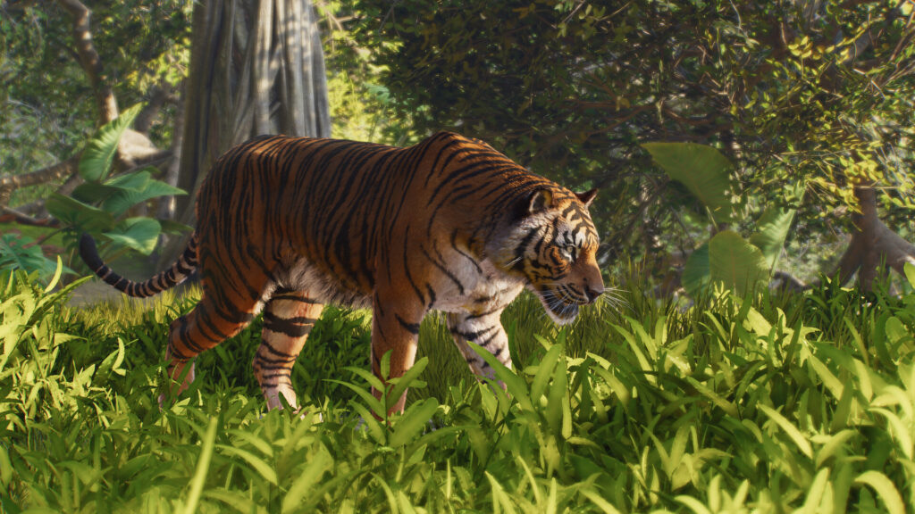 Un gros chat // Source : Frontier Un gros chat // Source : Frontier