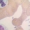 Bactérie Yersinia pestis. // Source : Wikimedia/CDC